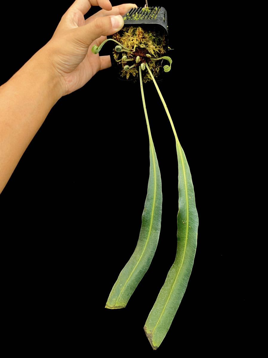 Elaphoglossum cf. herminieri Zumba, Ecuador 青い葉のシダ