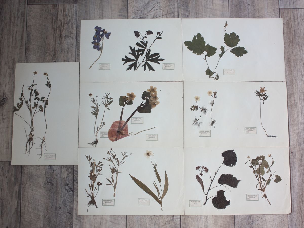 お買い得！】 古い植物標本7枚 1900年 ドイツ アンティーク 装飾 壁