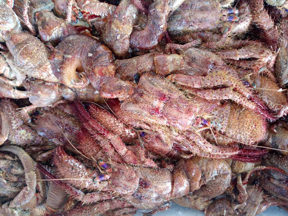 冷凍 ヤドカリ 底物 釣り餌 石鯛 黒鯛 5パック Mサイズ 15匹入り