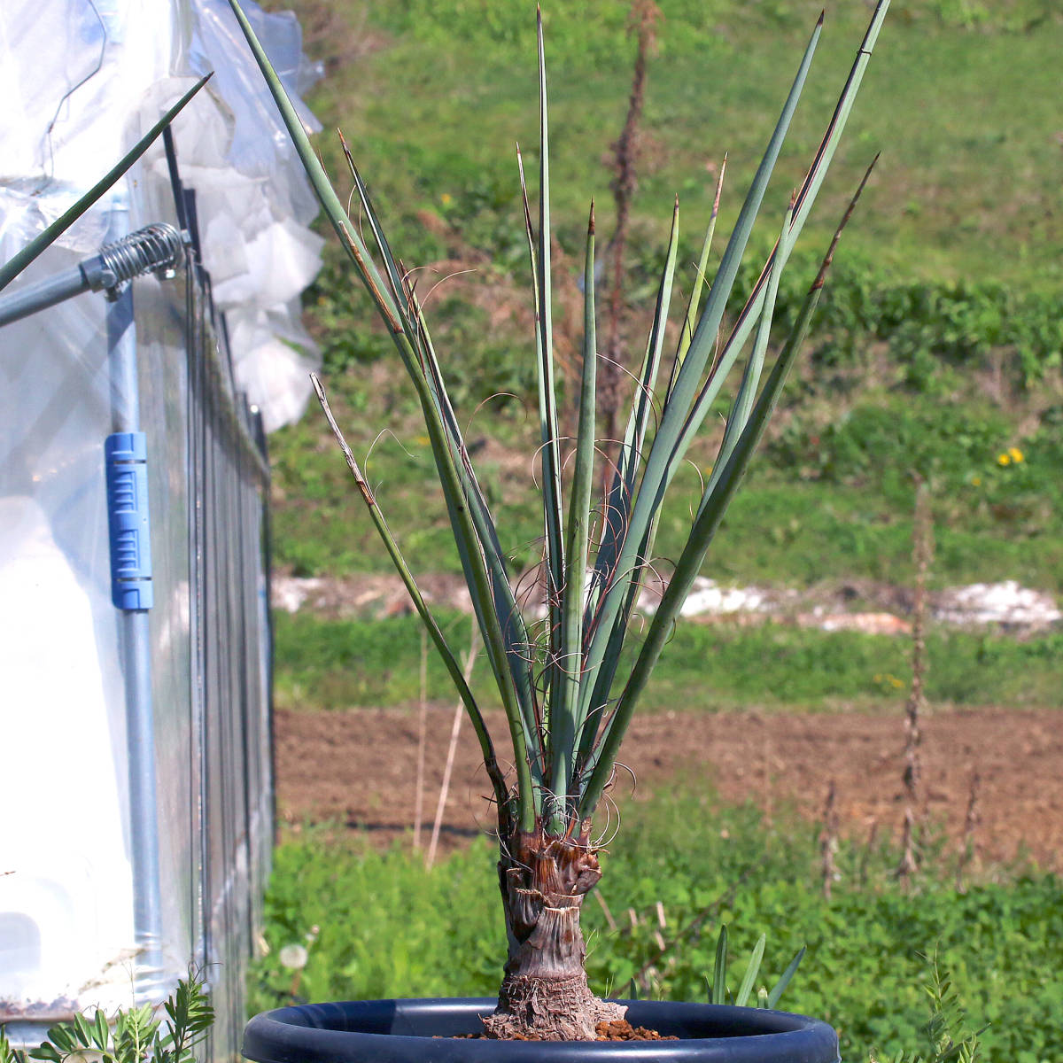 ∂∂∂ Yucca torreyi ユッカ・トリー 根塊ユッカ 耐寒性美種 ブルー葉美苗選抜_画像2