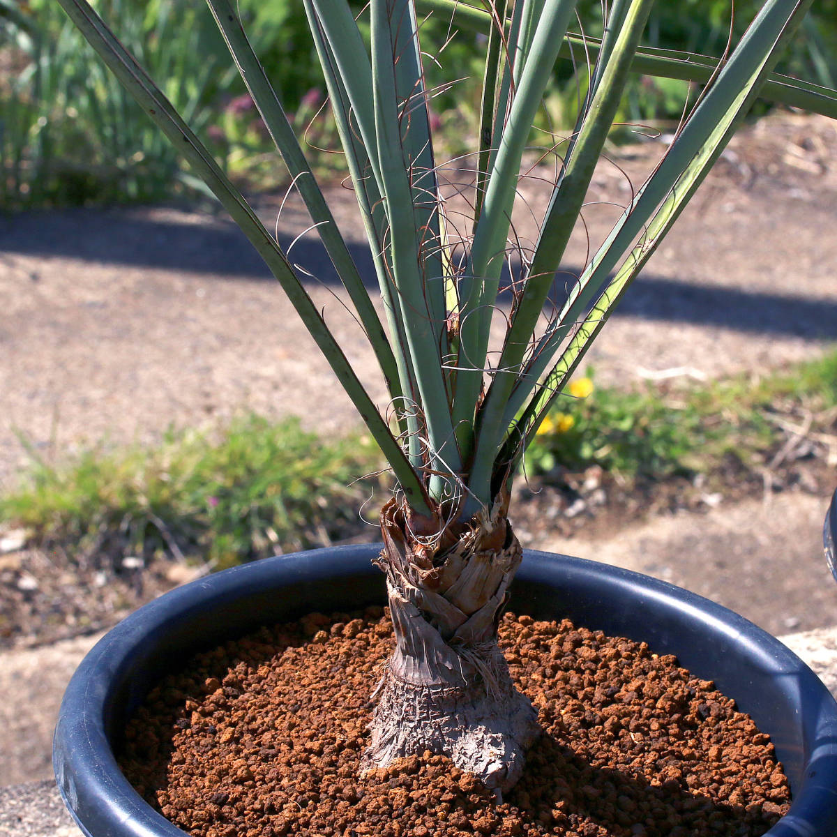 ∂∂∂ Yucca torreyi ユッカ・トリー 根塊ユッカ 耐寒性美種 ブルー葉
