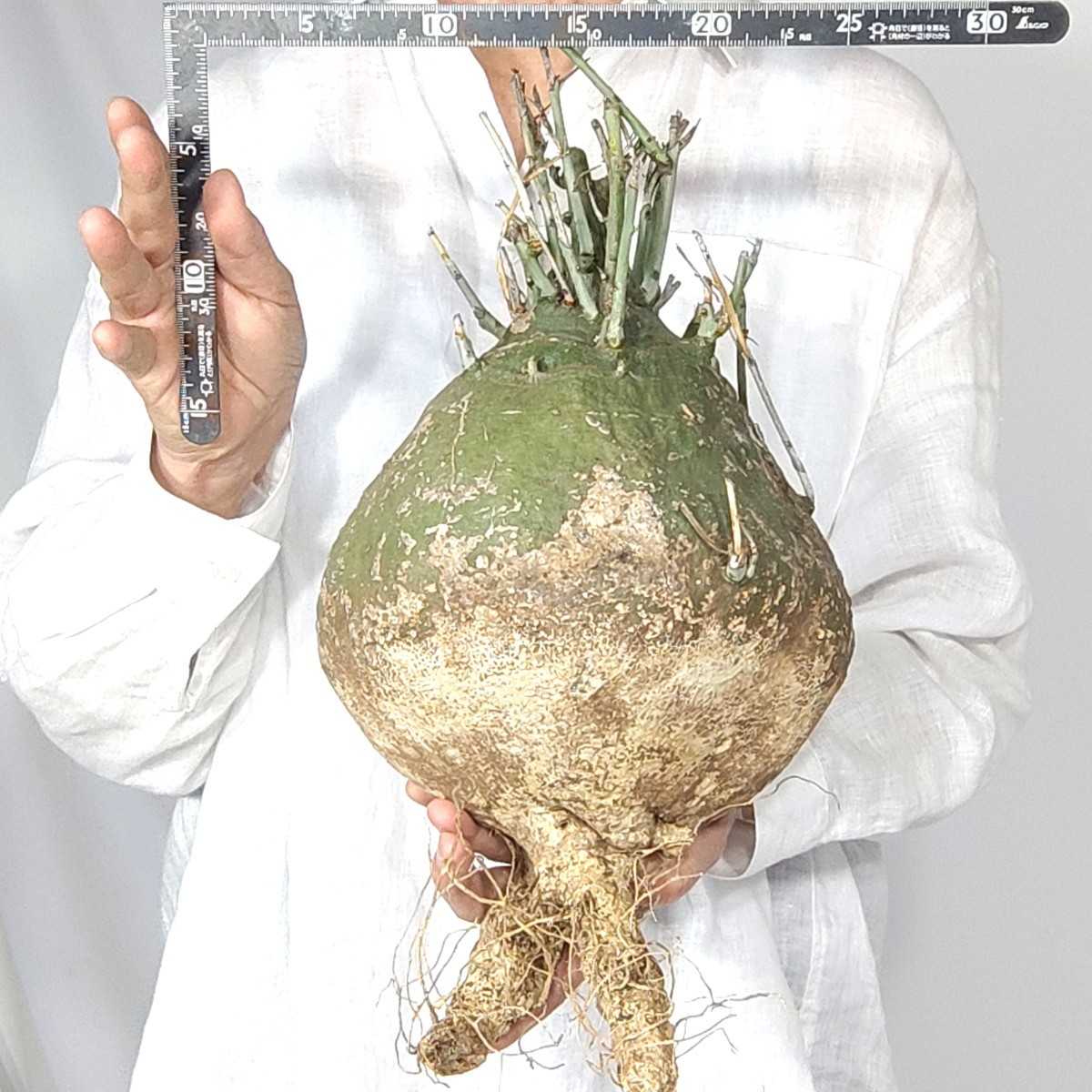 アデニア スピノーサ 現地株 現地球 発根済 コーデックス 多肉植物 アデニア スピノーサ 現地株 現地球 発根済 コーデックス 多肉植物