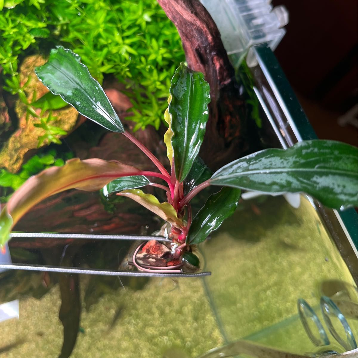 ブセファランドラ・アンダーレッド Bucephalandra sp under red ブセファランドラ・アンダーレッド Bucephalandra sp under red