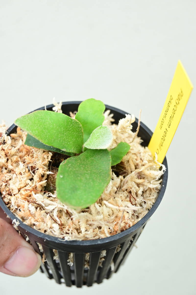 P veitchii cv Lisa(Compact Form)① @bikamori com P veitchii cv Lisa(Compact Form)① @bikamori com
