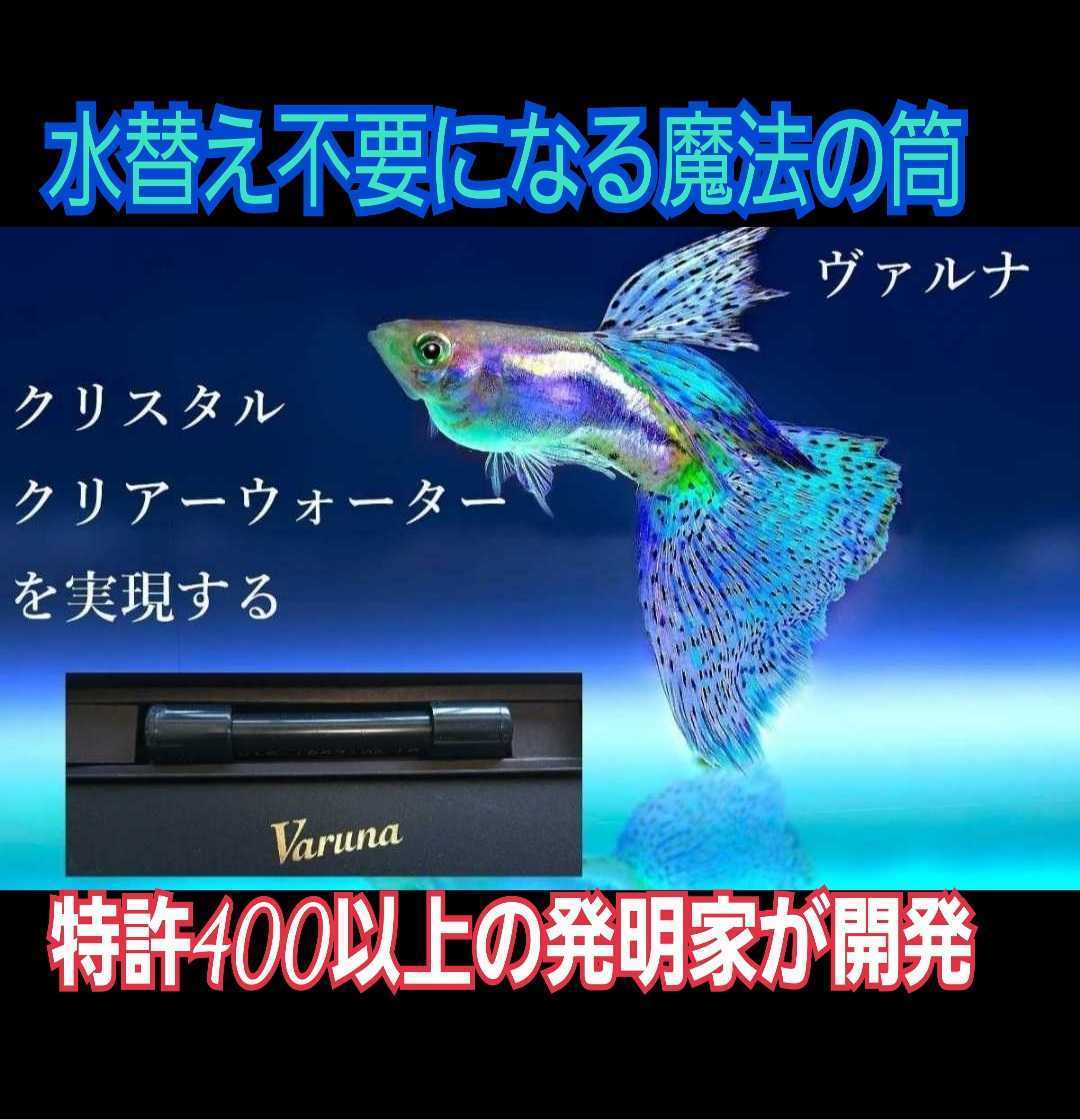 水槽の水が綺麗になります【ヴァルナミニ8㎝】水替え不要で透明度を抜群に保ちます！有害物質や病原菌も強力抑制！魚が元気に長生きします