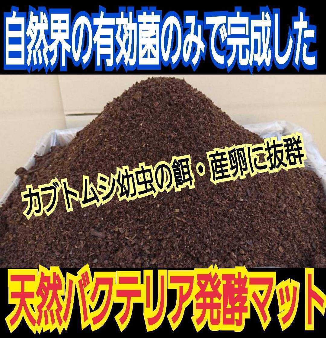 最新発見 40gを超える国産カブト幼虫がゴロゴロでてきた!オオヒラタケ菌床自然発酵カブトムシマット(100L)天然のバクテリアのみで完成☆良く食べる エサ 最新発見 40gを超える国産カブト幼虫がゴロゴロでてきた!オオヒラタケ菌床自然発酵カブトムシマット(100L)天然のバクテリアのみで完成☆良く食べる エサ