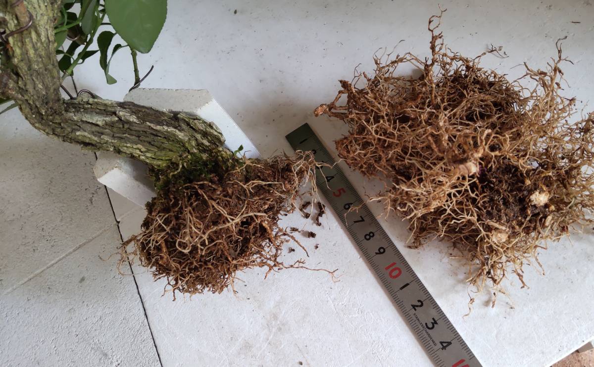 荒皮性まゆみ根伏せ用の根っ子」岩石性 古樹 盆栽 荒皮性まゆみ根伏せ用の根っ子」岩石性 古樹 盆栽