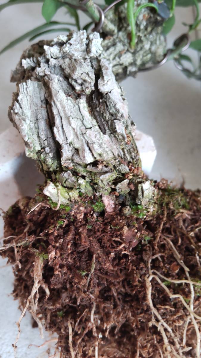 荒皮性まゆみ根伏せ用の根っ子」岩石性 古樹 盆栽 荒皮性まゆみ根伏せ用の根っ子」岩石性 古樹 盆栽
