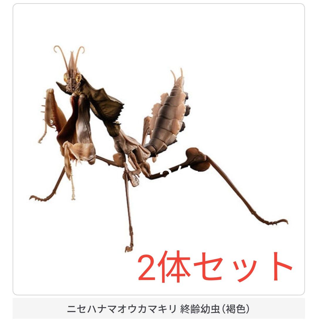 いきもの大図鑑 ニセハナマオウカマキリ 終齢幼虫|Yahoo!フリマ いきもの大図鑑 ニセハナマオウカマキリ 終齢幼虫|Yahoo!フリマ