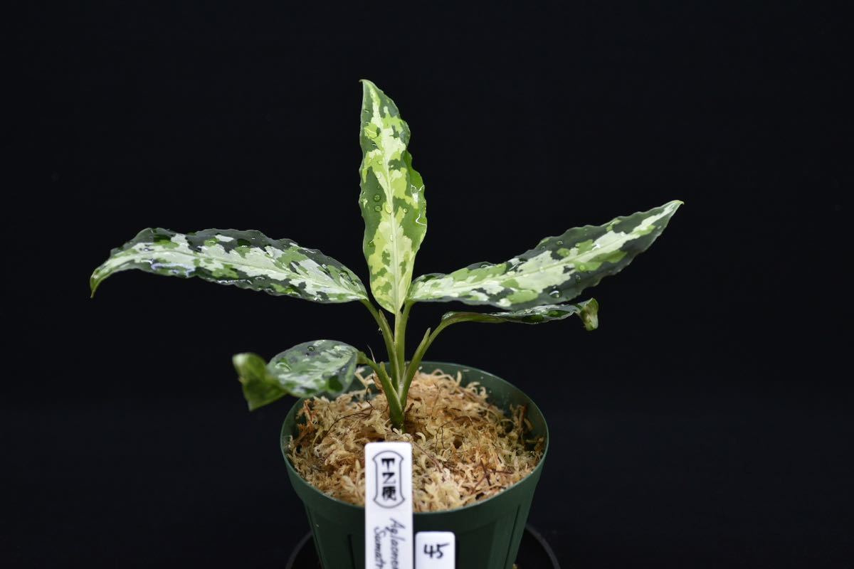 45. Aglaonema pictum Aceh Sumatra T-301218-b-X アグラオネマ 増殖株 