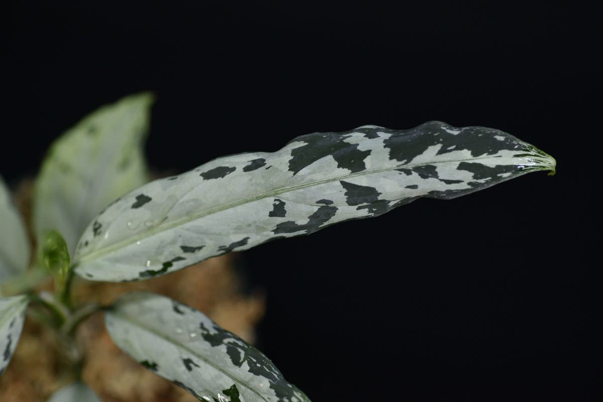 46. Aglaonema pictum Aceh Sumatra T-291219-b-5 アグラオネマ 増殖株 
