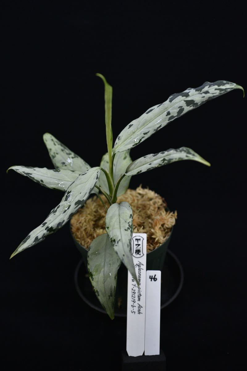 46. Aglaonema pictum Aceh Sumatra T-291219-b-5 アグラオネマ 増殖株 
