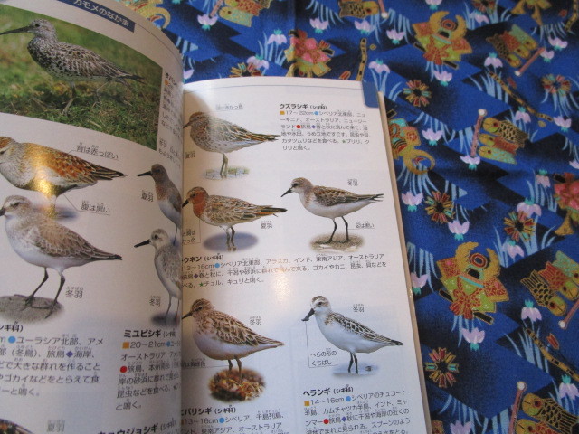 C４ ポケット版　学研の図鑑５『鳥』　志村隆／編　学習研究社発行　とじ込み付録なし　表の裏のページ書き込みあり　　