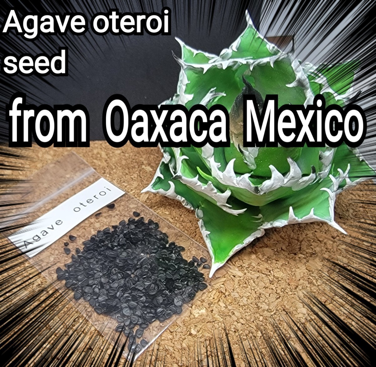 アガベ　オテロイ　種子【10粒】良血統厳選　オアハカ　メキシコ産　鮮度の良い種ですので発芽率も高い！是非、実生にチャレンジください！_画像3