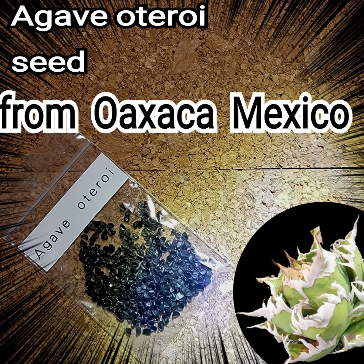 アガベ　オテロイ　種子【10粒】良血統厳選　オアハカ　メキシコ産　鮮度の良い種ですので発芽率も高い！是非、実生にチャレンジください！_画像1