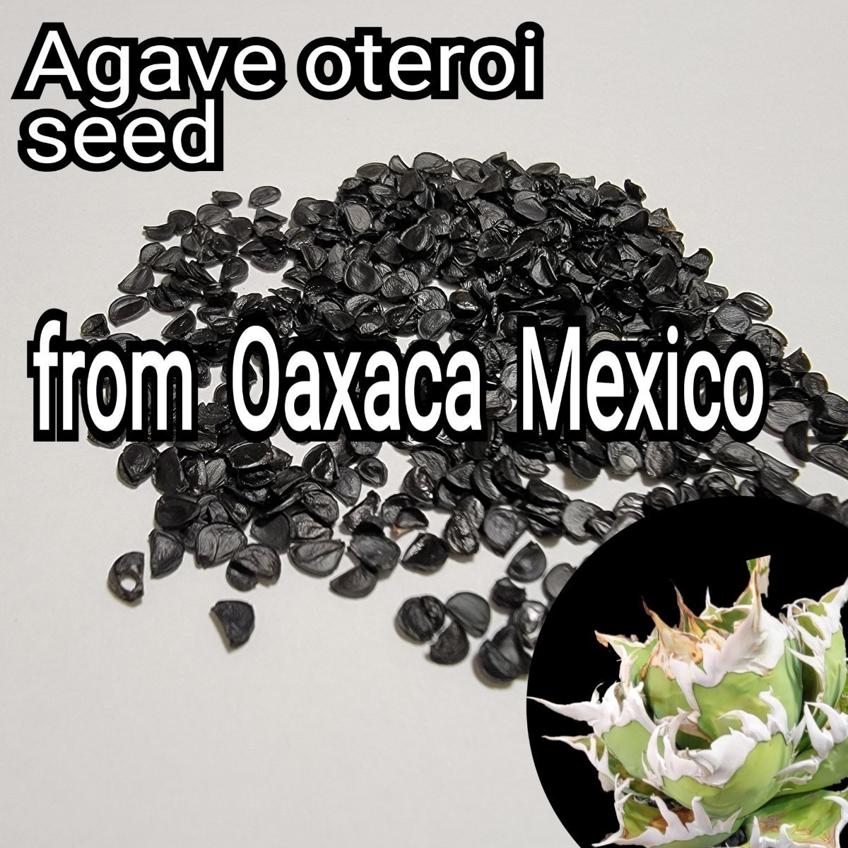 Agave oteroiseed from Oaxaca Mexico seeds [10 bead ] good .. carefuly selected freshness. is good kind therefore germination proportion . high! certainly, real raw . Challenge please 