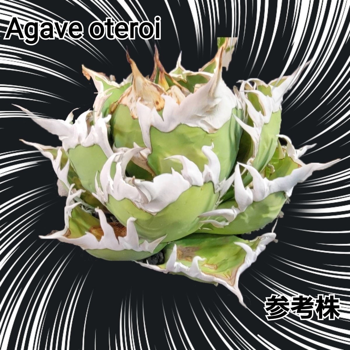 Agave oteroiseed from Oaxaca Mexico 種子【10粒】良血統厳選  鮮度の良い種ですので発芽率も高い！是非、実生にチャレンジくださいの画像8