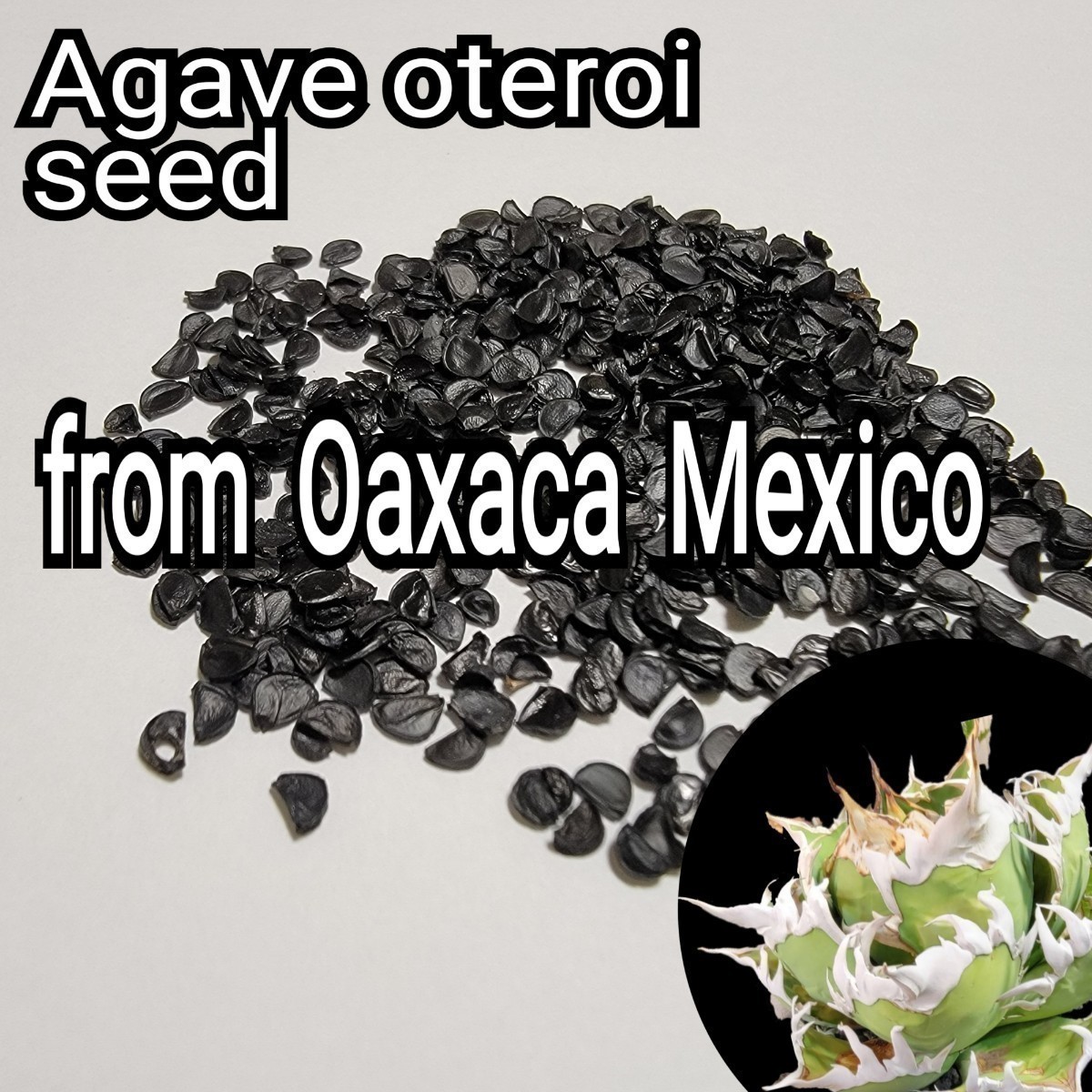 Agave oteroiseed　from Oaxaca Mexico　種子【10粒】良血統厳選　　鮮度の良い種ですので発芽率も高い！是非、実生にチャレンジください_画像1