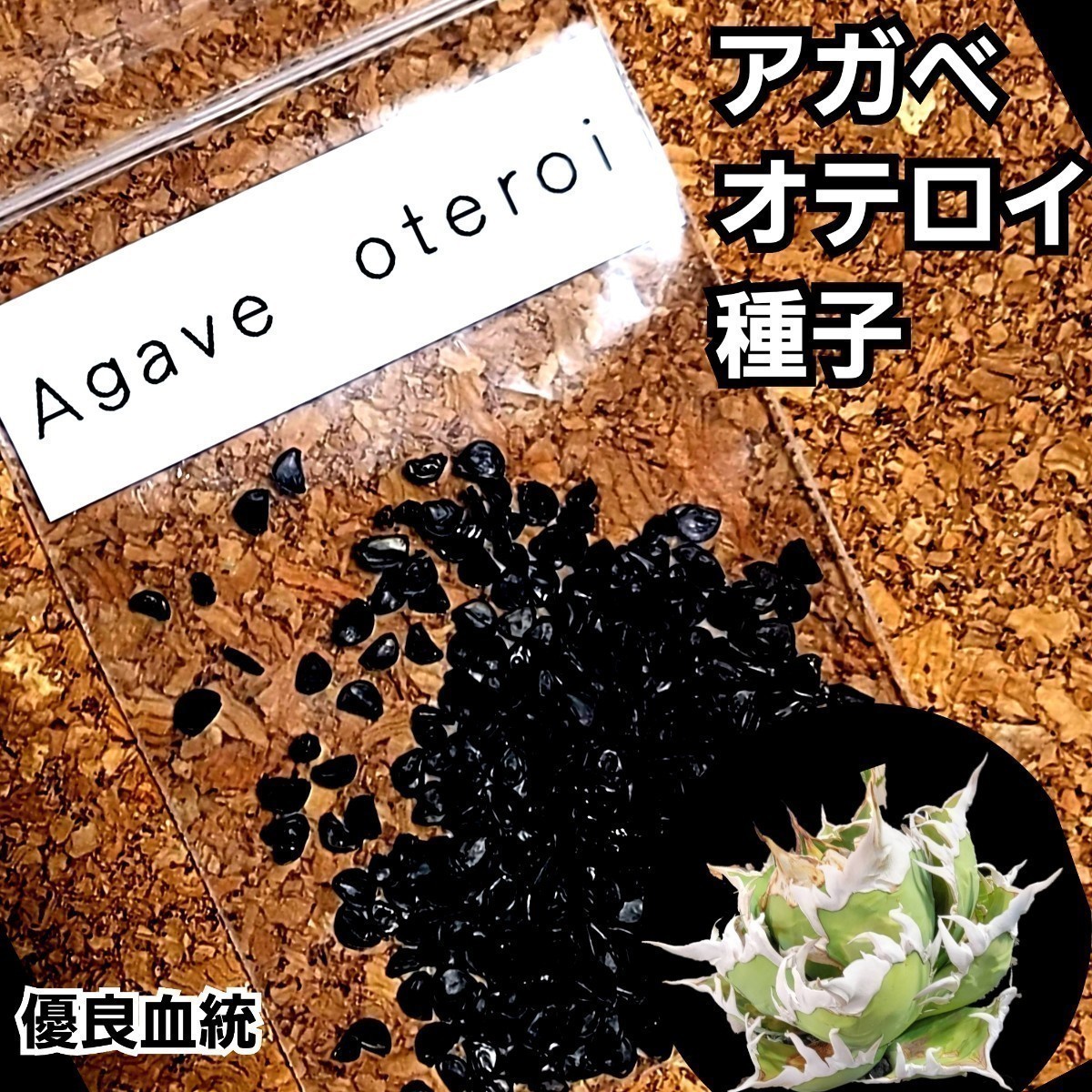 Agave oteroiseed　from Oaxaca Mexico　種子【10粒】良血統厳選　　鮮度の良い種ですので発芽率も高い！是非、実生にチャレンジください_画像5