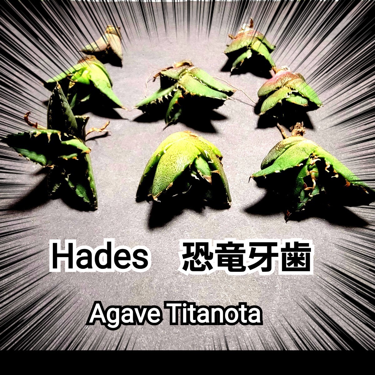 アガベ　 チタノタ 　“ハデス”　優良血統子株厳選　Titanota Hades　　トップスピンが「長い、鋭い、黒い」の三拍子が揃った高級品種です