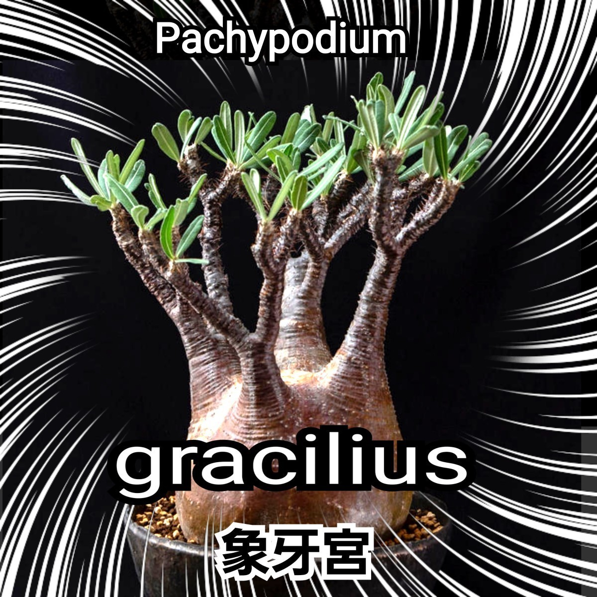 パキポディウム 　グラキリス　 種子【5粒セット】 Pachypodium gracilius 　象牙宮　塊根植物の人気No.1です　最新入荷厳選　限定販売！