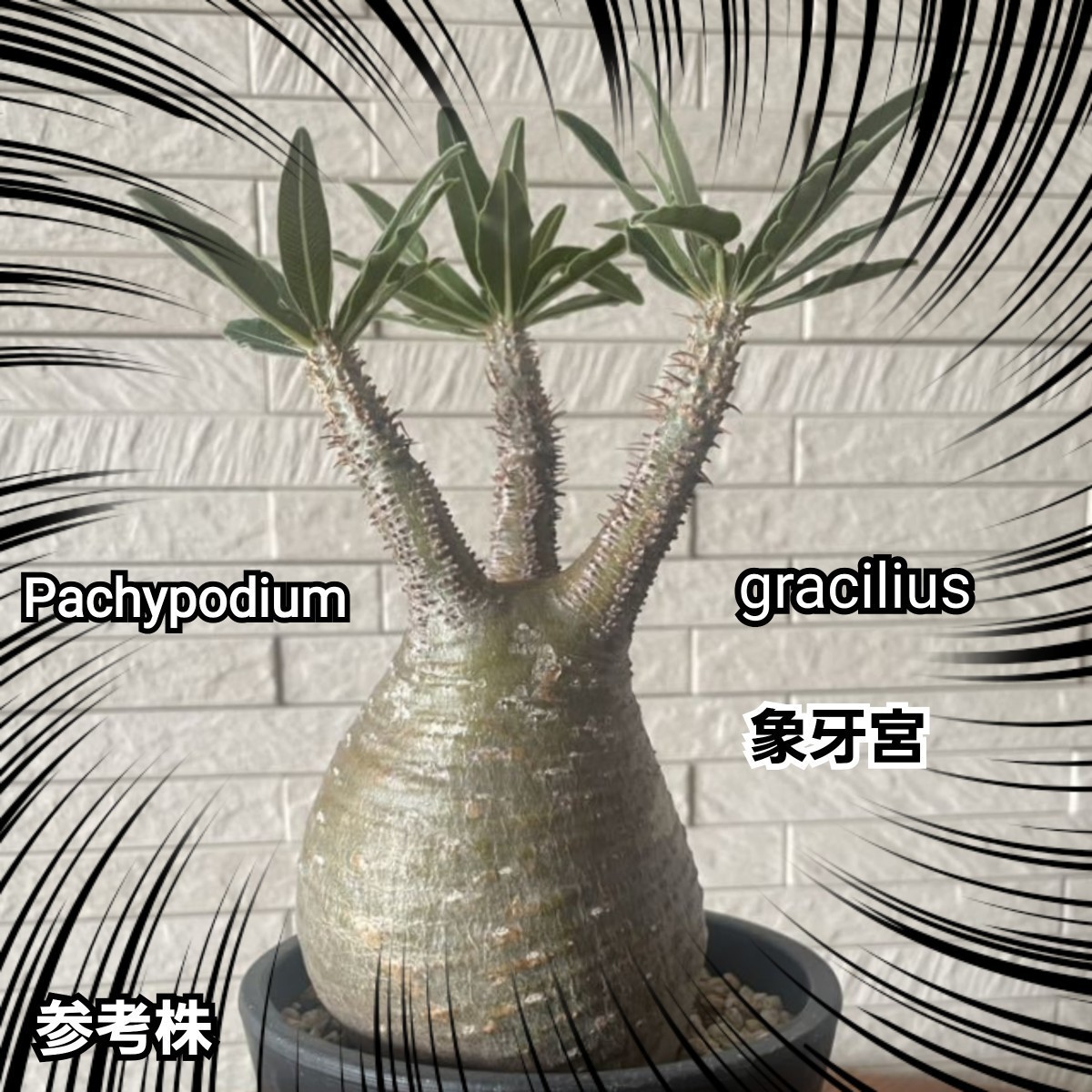 パキポディウム 　グラキリス　 種子【5粒セット】 Pachypodium gracilius 　象牙宮　塊根植物の人気No.1です！　最新入荷品厳選　限定販売