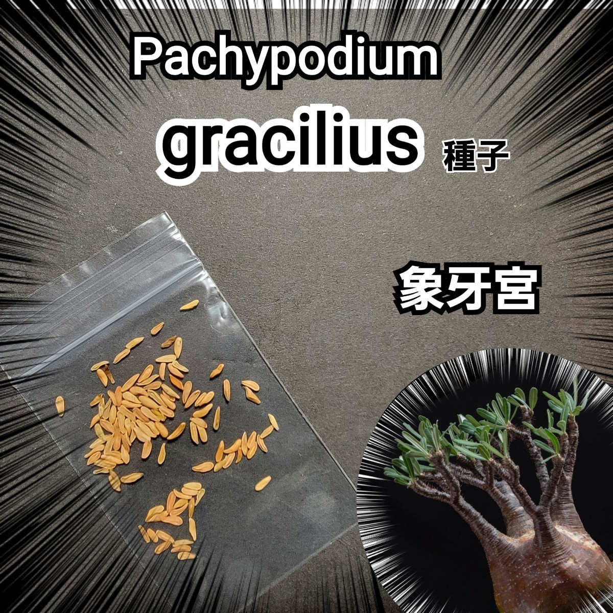 パキポディウム 　グラキリス　 種子【5粒セット】 Pachypodium gracilius 　象牙宮　塊根植物の人気No.1です！2023年4月入荷　限定販売！