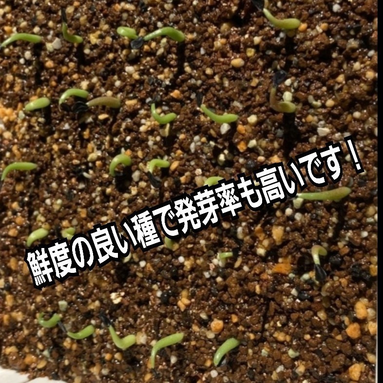 パキポディウム 　グラキリス　 種子【5粒セット】 Pachypodium gracilius 　象牙宮　塊根植物の人気No.1です！　　最新入荷品厳選発送！