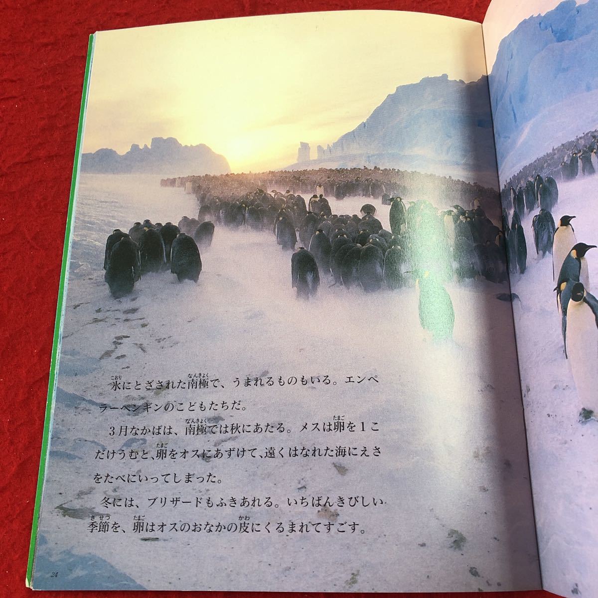 S6c-250 月刊たくさんのふしぎ 1991年7月号 うまれる 1991年7月1日 発行 福音館書店 雑誌 写真 卵 ヒナ 動物 エナガ ペンギン ウミガメ_画像6