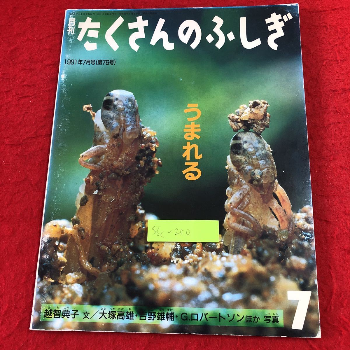 S6c-250 月刊たくさんのふしぎ 1991年7月号 うまれる 1991年7月1日 発行 福音館書店 雑誌 写真 卵 ヒナ 動物 エナガ ペンギン ウミガメ_画像1