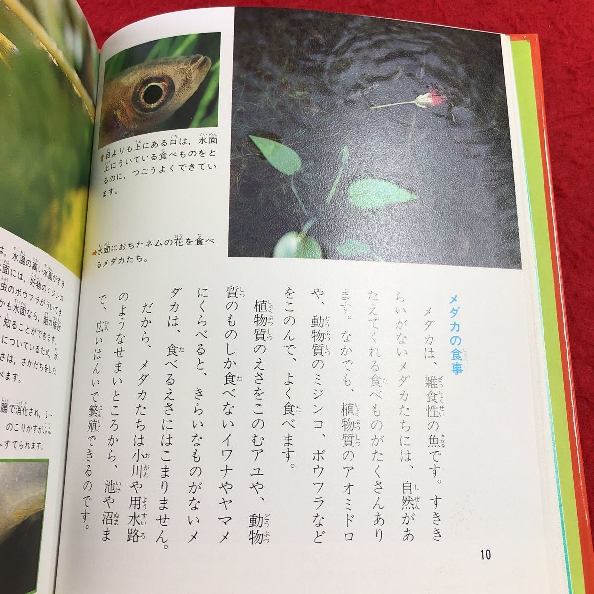 S6c-277 メダカのくらし 科学のアルバム 93 著者 草野慎二 1990年9月 発行 あかね書房 メダカ 学習 淡水魚 生態 分布 行動 飼育 観察 写真_画像6