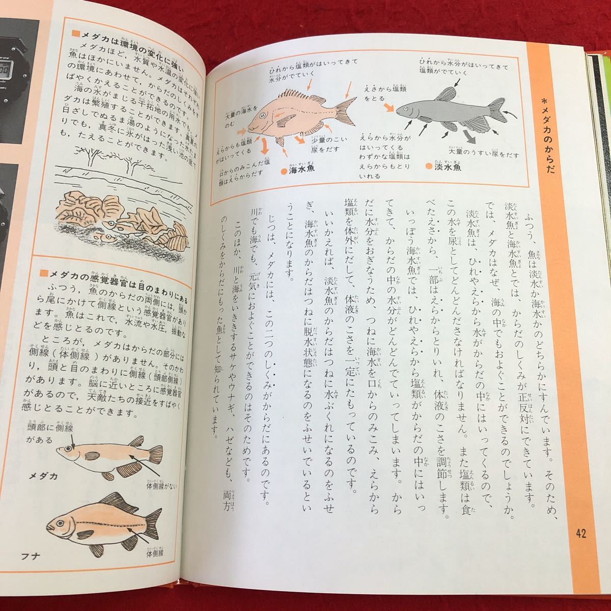 S6c-277 メダカのくらし 科学のアルバム 93 著者 草野慎二 1990年9月 発行 あかね書房 メダカ 学習 淡水魚 生態 分布 行動 飼育 観察 写真_画像7