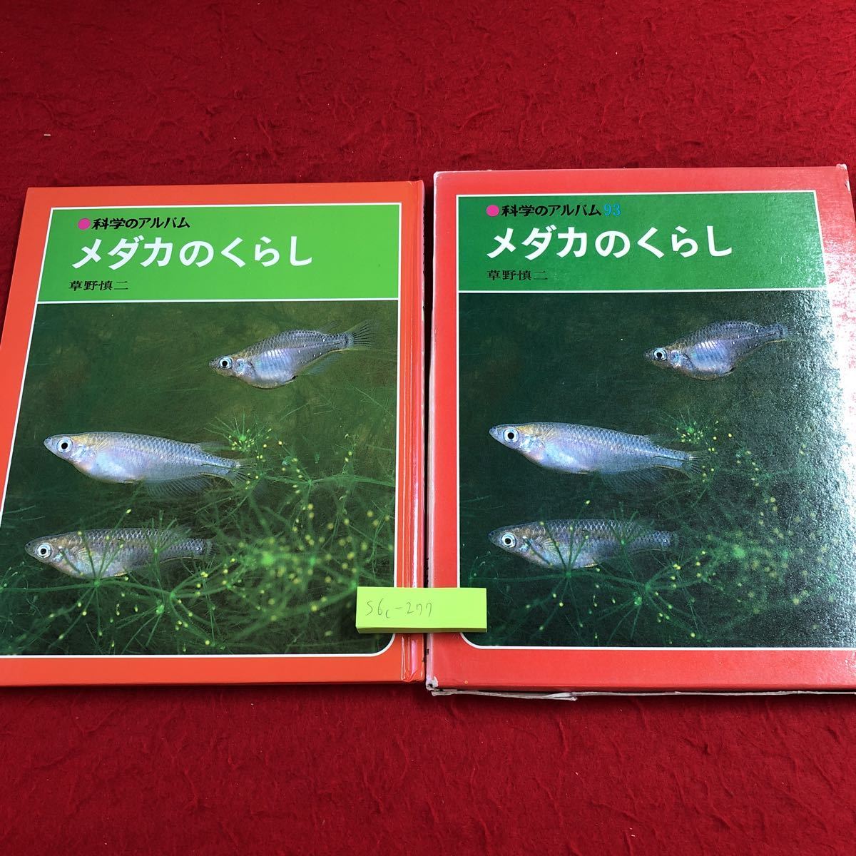 S6c-277 メダカのくらし 科学のアルバム 93 著者 草野慎二 1990年9月 発行 あかね書房 メダカ 学習 淡水魚 生態 分布 行動 飼育 観察 写真_箱に破れ