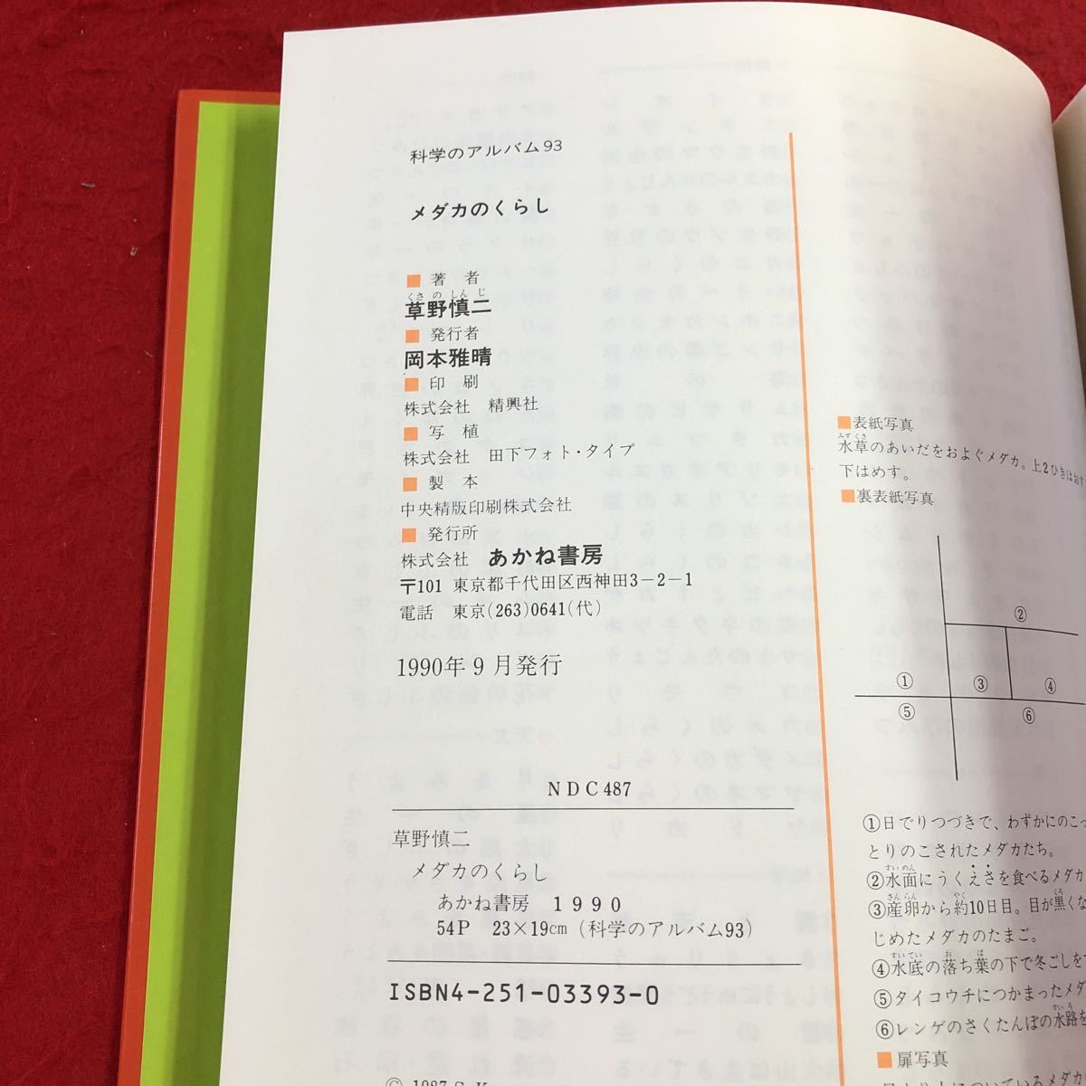 S6c-277 メダカのくらし 科学のアルバム 93 著者 草野慎二 1990年9月 発行 あかね書房 メダカ 学習 淡水魚 生態 分布 行動 飼育 観察 写真_画像4