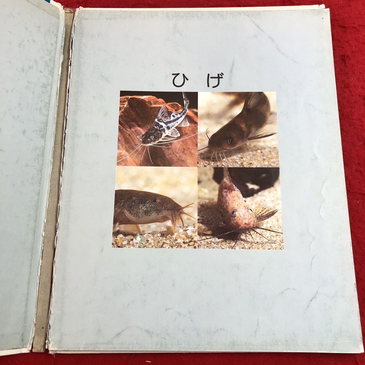 S6c-317 しぜん ひげ キンダーブック 1990年6月1日 発行 フレーベル館 子ども向け 絵本 写真 学習 髭 生態 猫 ドジョウ ナマズ トビウオ_ページに割れあり