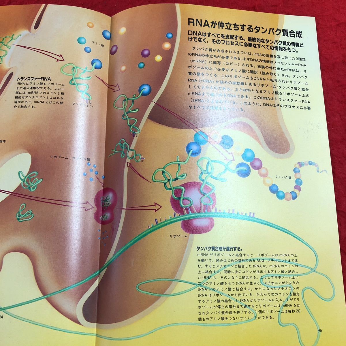 S6c-415 人体の神秘 1990年8月10日 第7刷発行 教育社 生命 人間 DNA 脳 血液 筋肉 神経 細胞 消化器 図解 名称 写真 新生児 挿絵 内臓_画像7