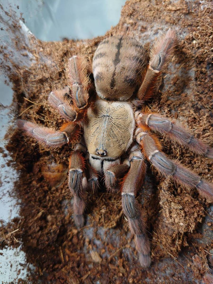 pi-chi tree Spider полный взрослый * Phormingochilus sp. rufusta ланч .lakmo