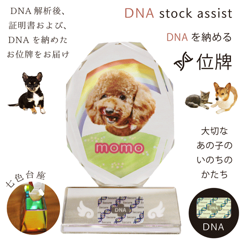 ペット 位牌 クリスタル DNA stock assist 虹のかけ橋 大切なあ ペット 位牌 クリスタル DNA stock assist 虹のかけ橋 大切なあ