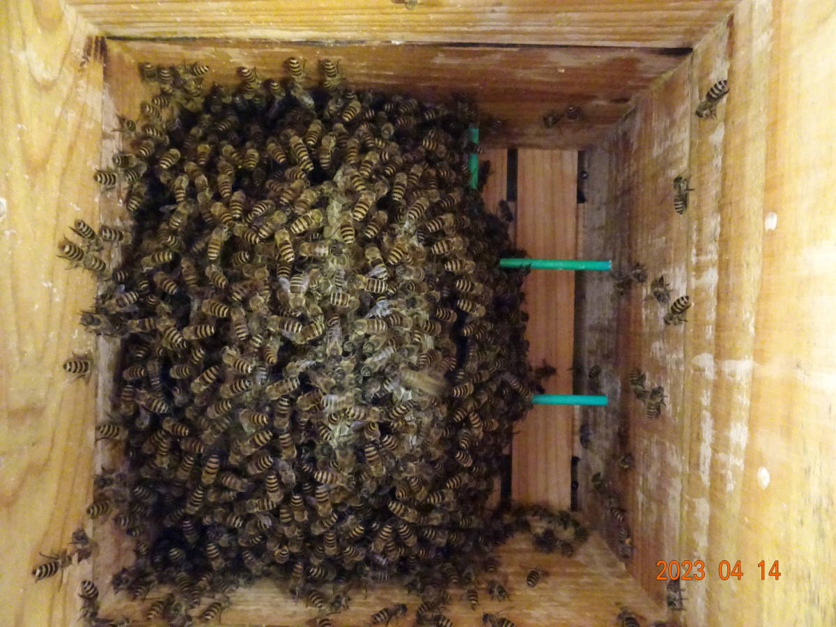 ☆日本蜜蜂 日本ミツバチ　第一分蜂群捕獲　引取り限定☆_群の規模（内寸/ｍｍ約230×230）