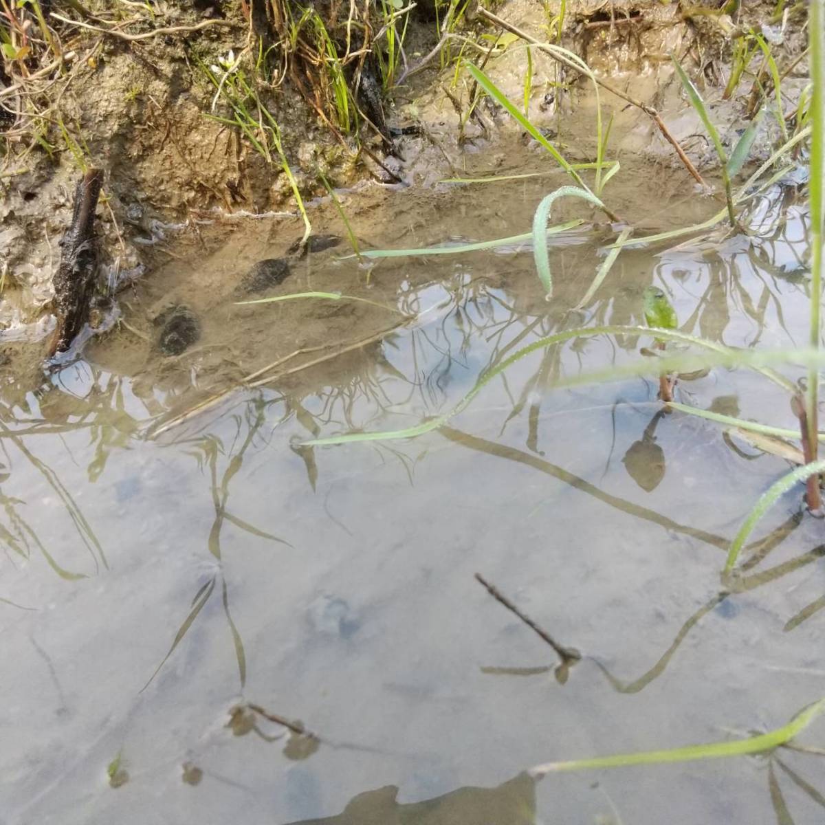 【天然カワニナ／80匹＋α】 水質浄化 コケ 苔取り 掃除役 混泳 メダカ 水槽 ミナミヌマエビ タニシ しじみ スネール 生体 ホタルの餌_画像7