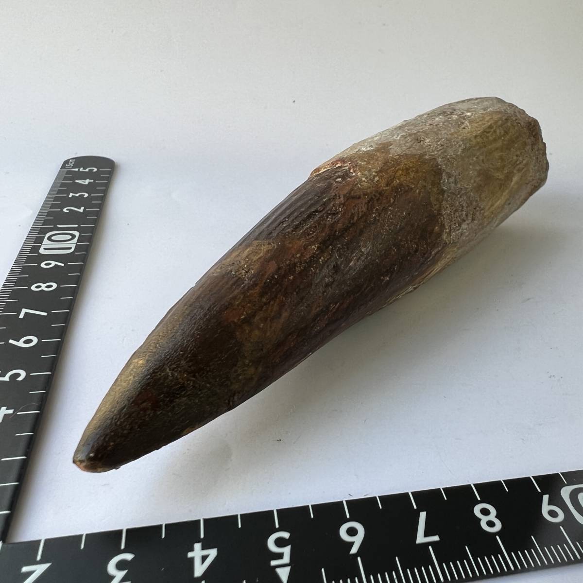 E20599】本物 特大 スピノサウルスの歯化石 スピノサウルス 歯 化石