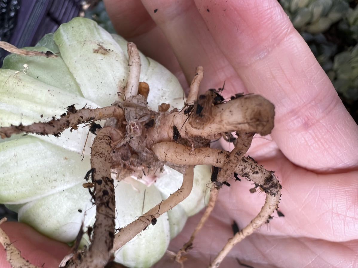 多肉植物 ハオルチア 桜水晶オブツーサ錦01 多肉植物 ハオルチア 桜水晶オブツーサ錦01