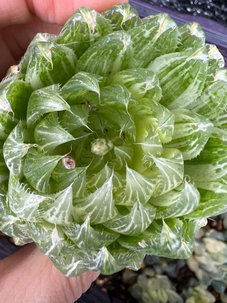 多肉植物 ハオルチア 桜水晶オブツーサ錦01 多肉植物 ハオルチア 桜水晶オブツーサ錦01