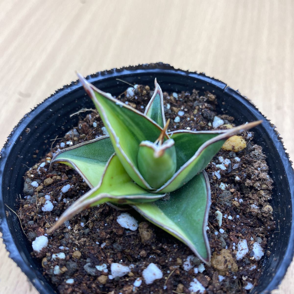 希少種 サンスベリア ピングイキュラ 斑入り Sansevieria pinguicula
