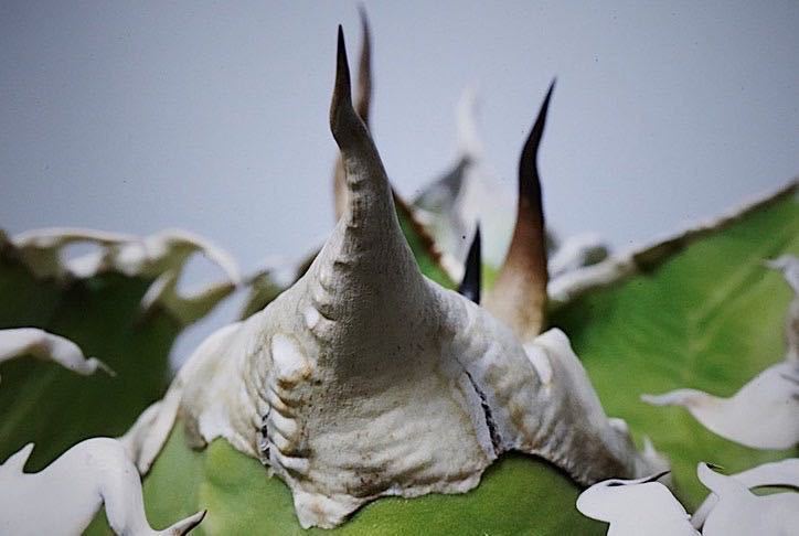 超希少特選株” Agave titanota “joker” アガベ チタノタ 超希少特選株” Agave titanota “joker” アガベ チタノタ