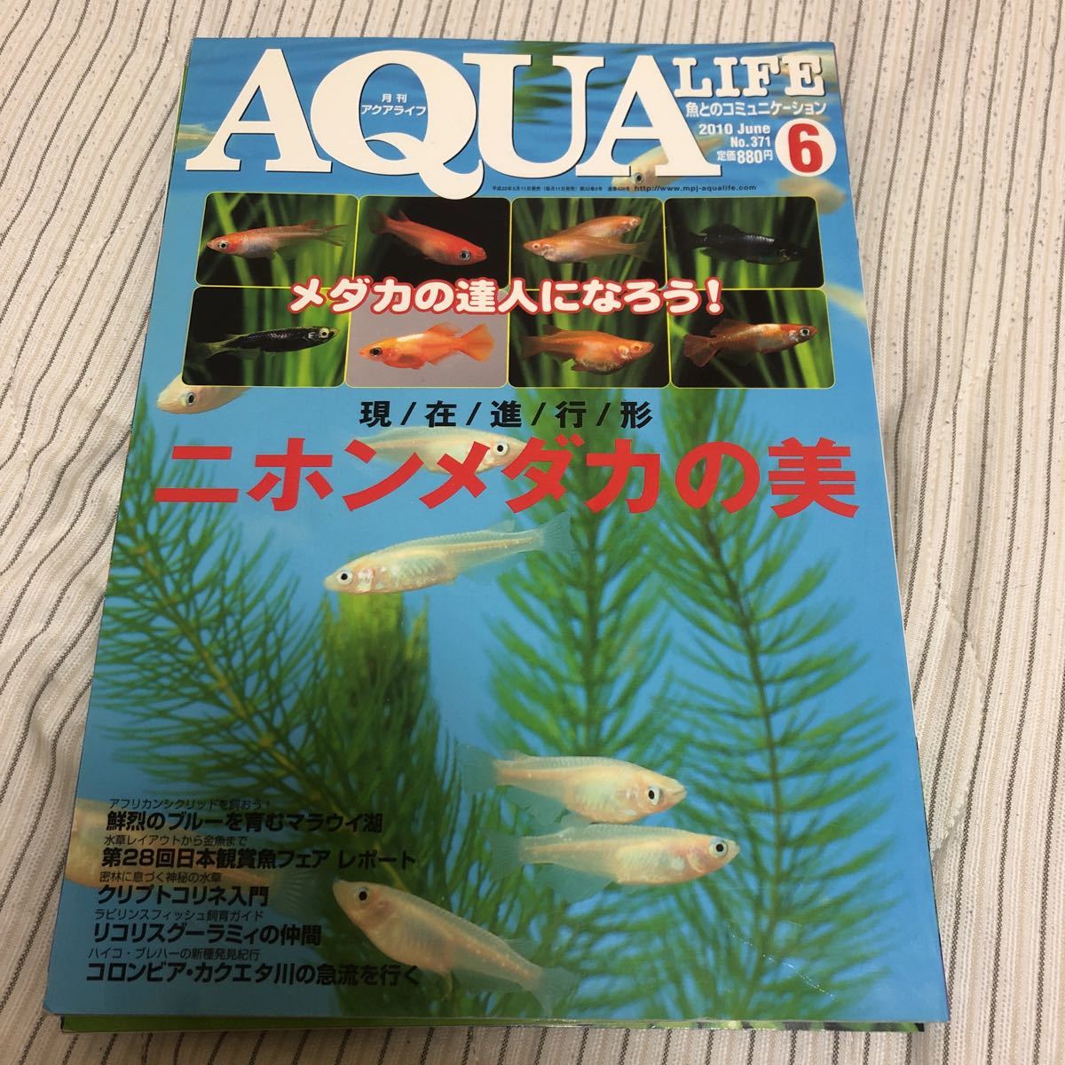 【同梱可】月刊 AQUA LIFE (アクアライフ) 2010年 6月号 No.371 特集 現在進行形　ニホンメダカの美 など_画像1