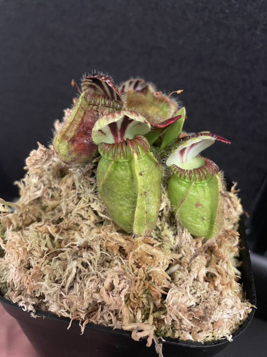 Cephalotus follicularis Dudley watts セファロタス ダドリーワッツ 食虫植物