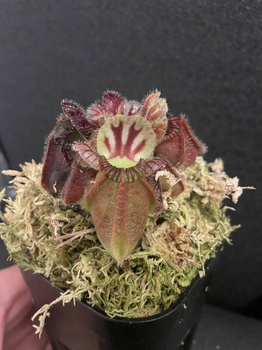 Cephalotus follicularis Dudley watts セファロタス ダドリーワッツ 食虫植物