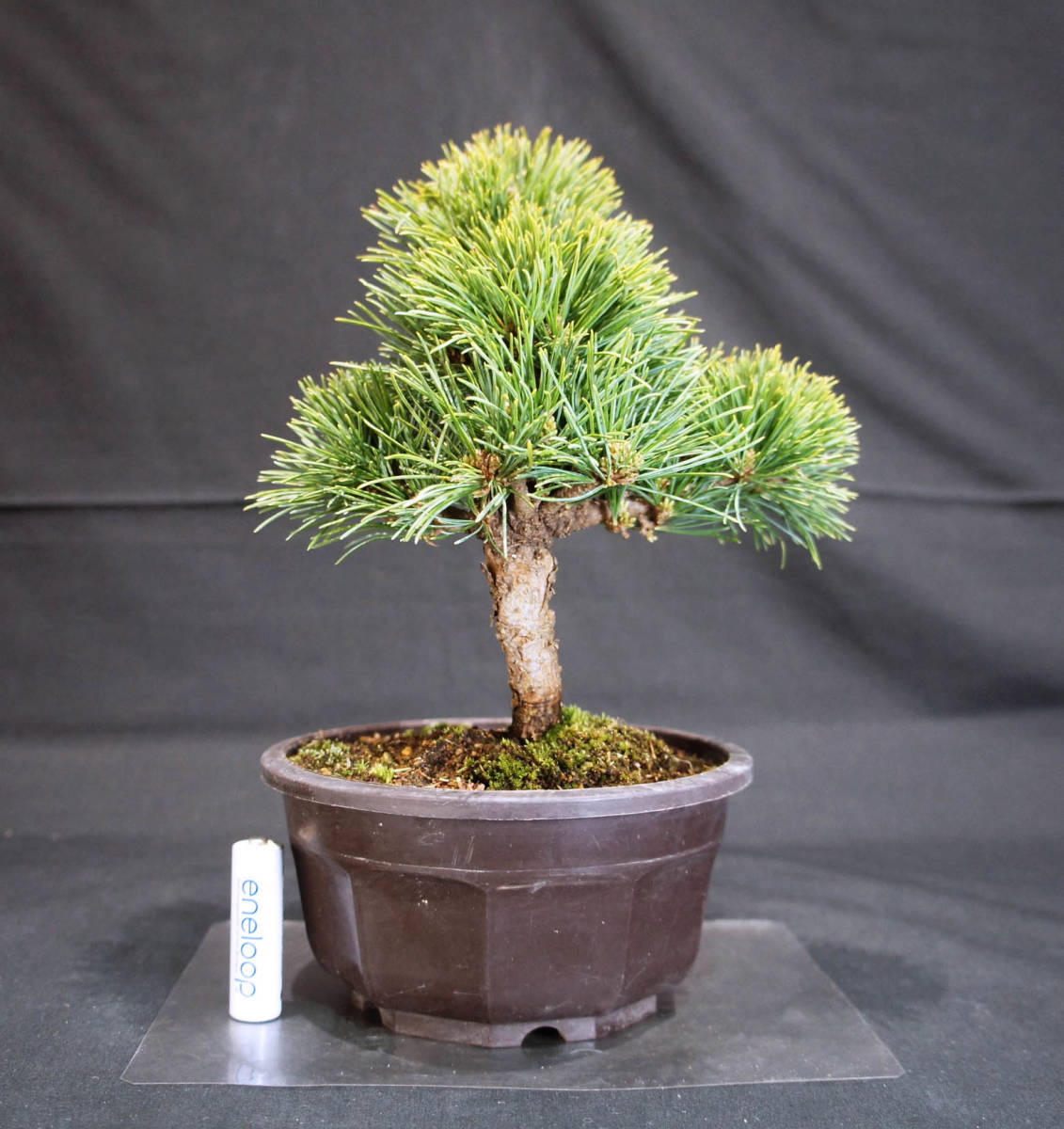 五葉松 那須小町 盆栽 プラスチック鉢 苗 奥行16cm 横幅17 5cm 五葉松 那須小町 盆栽 プラスチック鉢 苗 奥行16cm 横幅17 5cm
