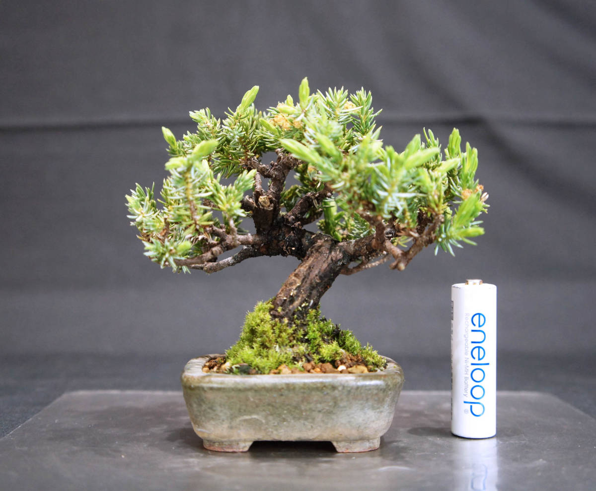 杜松 ミニ盆栽 奥行10cm 横幅11cm 高さ11 5cm|Yahoo!フリマ(旧 杜松 ミニ盆栽 奥行10cm 横幅11cm 高さ11 5cm|Yahoo!フリマ(旧